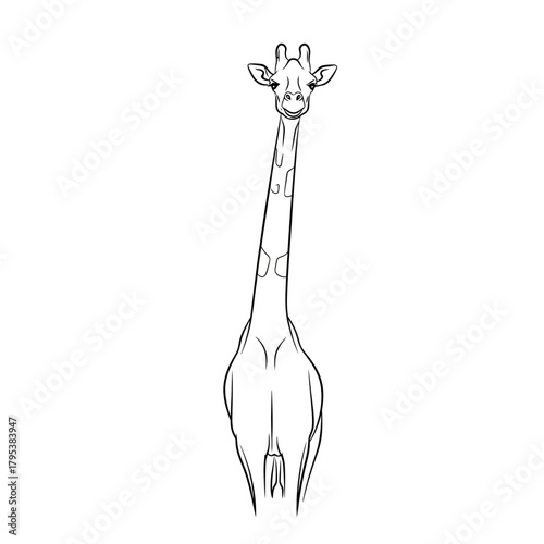 Black and white line art illustration of a cute giraffe looking directly at the viewer from a front view perspective.