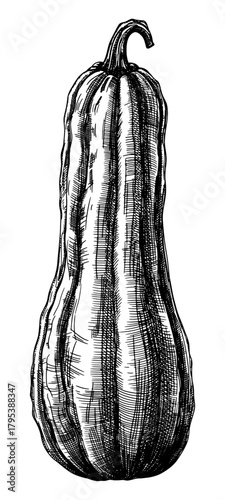 butternut squash pumpkin isolated black and white hand drawn sketch line art detailed illustration vector card design element