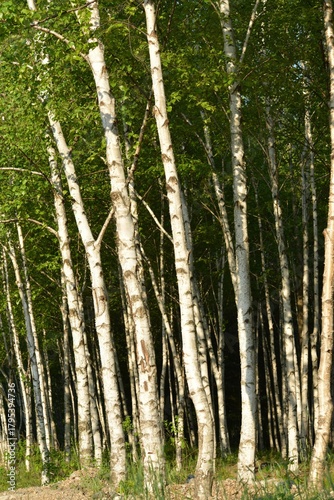 Foto Betula pendula, a deciduous tree in the Betulaceae family, recognized by its white peeling bark and triangular leaves, thriving in cold northern forests