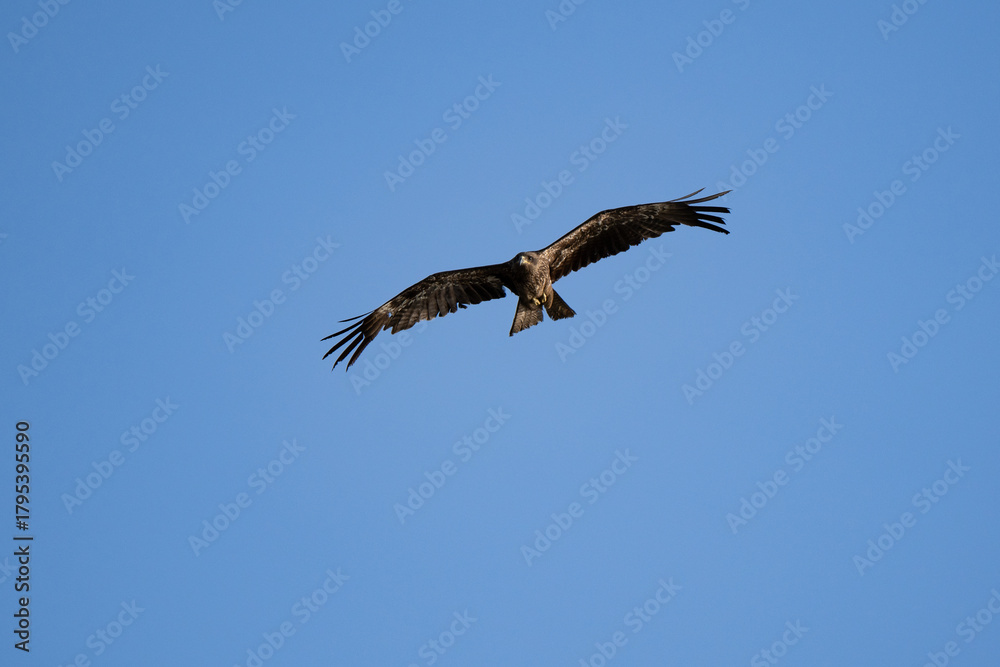 Obraz premium Black kite close up flying in blue sky background at sunset at eyes level