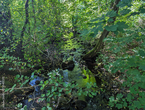 Wald, Bachlauf, Laubwald, Urwald, Blätter