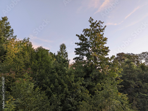 Wald, Bachlauf, Laubwald, Urwald, Blätter