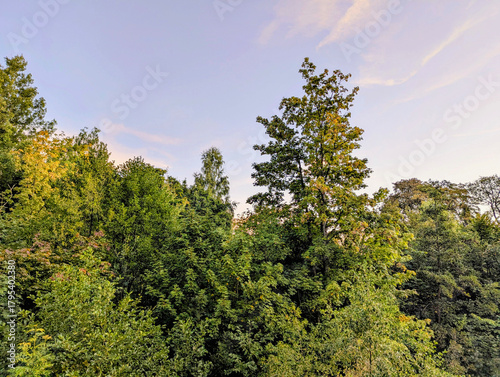 Wald, Bachlauf, Laubwald, Urwald, Blätter