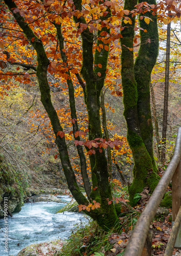 Several Autumn trees in Vintgar Gorge. Bright red leaves and stems covered with moss.