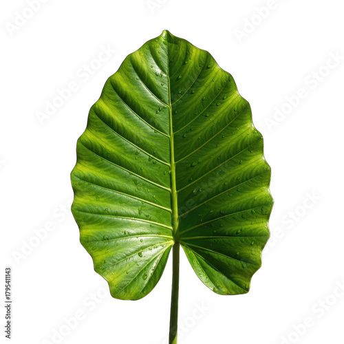 Large Vibrant Green Elephant Ear Leaf with Water Droplets Isolated on Black Background Detailed Veins and Jagged Edges Studio Lighting