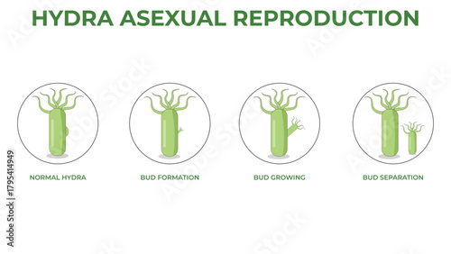 Hydra Asexual Reproduction Four Step Biological Process Illustration