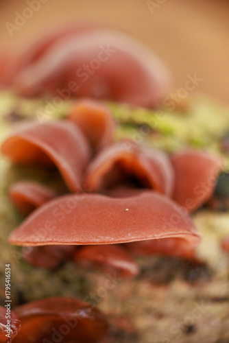 Judasohr - Auricularia auricula-judae,natur,wald,ast,baumstamm,münsterland,pilz,giftig,flora,herbst,jahreszeit