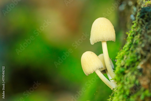 Glimmertintling - Coprinellus micaceus