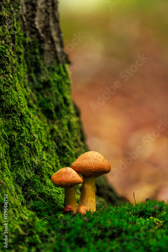 beringter flämling - Gymnopilus junonius