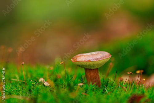 Maronen-Röhrling - Xerocomus badius