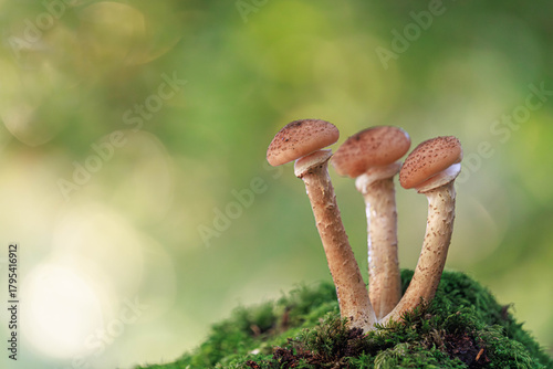 Dunkler Hallimasch (Armillaria ostoyae