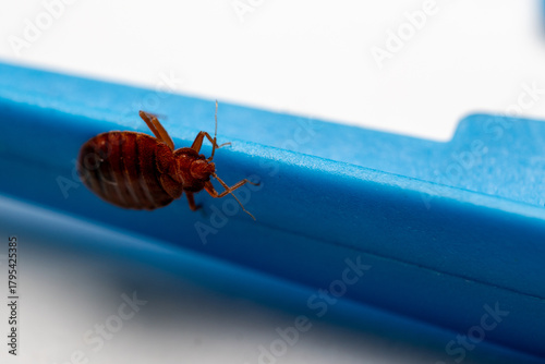 фотографія Bed Bug Macro on Plastic Surface
