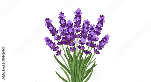 Elegant illustration of lavender flowers with its aromatic and decorative appeal