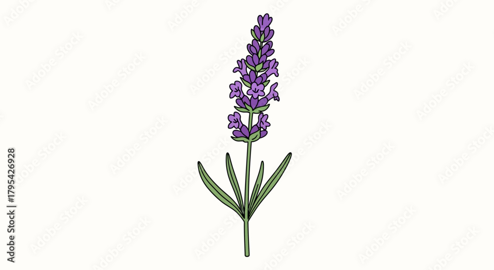 Obraz premium Elegant single lavender flower illustration with delicate floral design