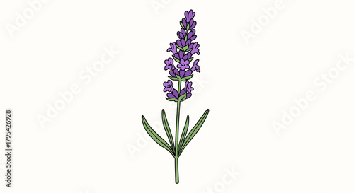 Elegant single lavender flower illustration with delicate floral design