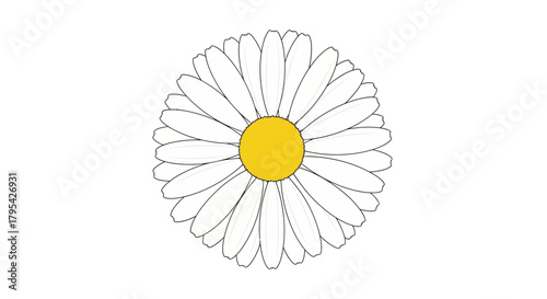 Elegant simplicity of white daisy with a bright yellow center illustration