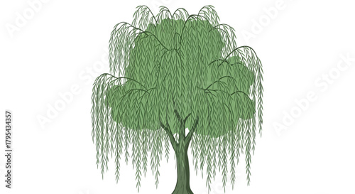 Artistic illustration of a weeping willow tree on an isolated white backdrop