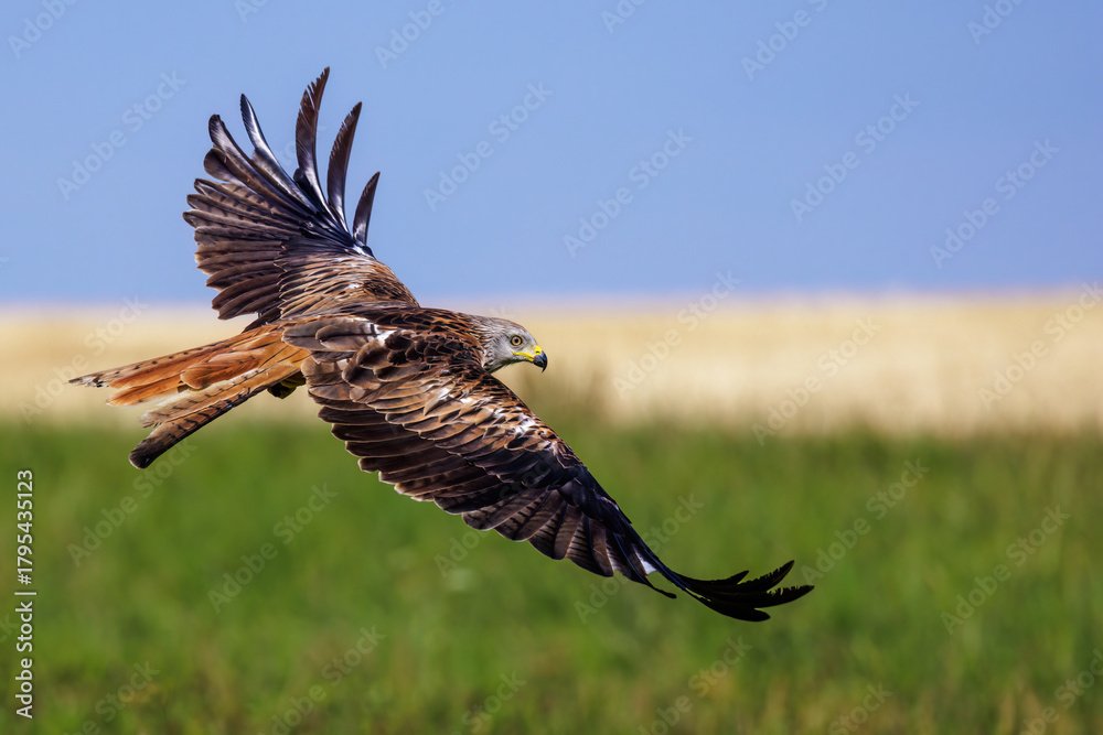 Obraz premium Rotmilan (Milvus milvus)