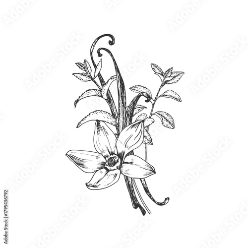 Vanilla and mint hand-drawn vector illustration. Black and white flowers, pods isolated on a white background. Design elements for packaging of desserts, spices, and essential oils.