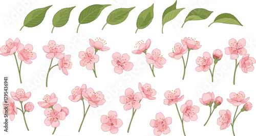 Vector Set of Pink Cherry Blossom (Sakura) Flowers and Green Leaves: Watercolor Style Illustrations of Blooms and Buds, Ideal for Spring, Wedding, and Japanese Nature Designs