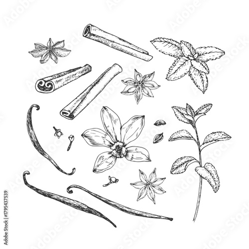 Vanilla, cinnamon, mint, anise, cloves. Spices set of hand-drawn vector illustrations. Elements for label design.