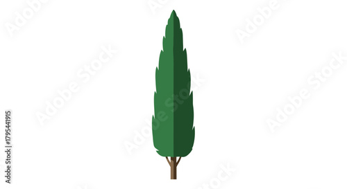 Stylized Italian Cypress Tree Illustration on White Backdrop for Design
