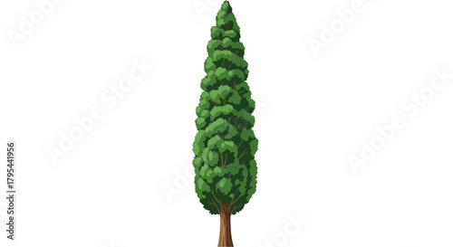 Stylized Italian Cypress Tree Illustration on White Isolated Background