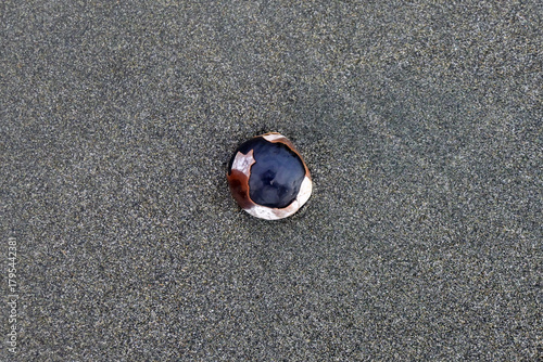 semilla en la playa