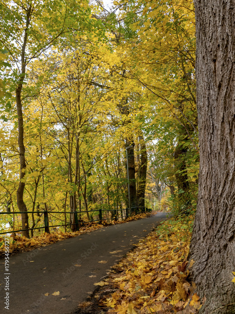 Fototapeta premium Radweg mit bunter Blättern im November durch den Wald in die Stadt