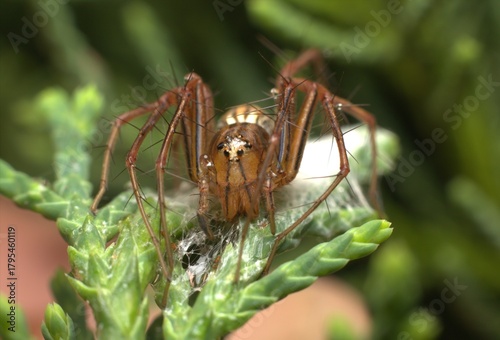  This spider is an active predator known for its long, spiny legs and striped pattern on its body and legs.