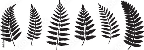 Six fern fronds show diverse botanical silhouettes in striking black against a transparent backdrop