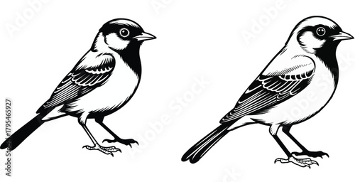 Two sparrows are standing next to each other