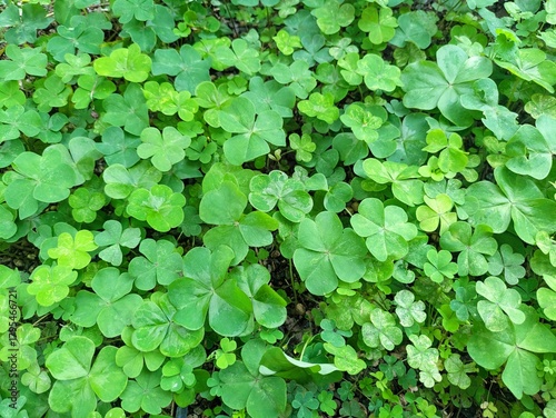 自然の背景 瑞々しい三つ葉のクローバーが一面に生い茂るクローズアップ