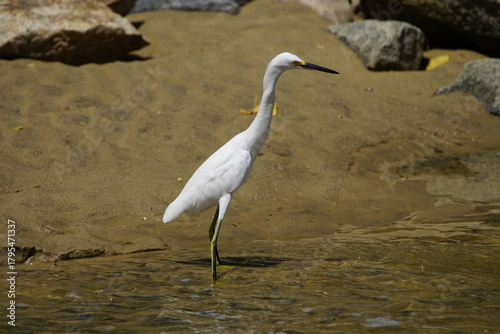 Schilderij op canvas The cattle egret (Bubulcus ibis) is a cosmopolitan species of heron (family Ardeidae) found in the tropics, subtropics, and warm-temperate zones