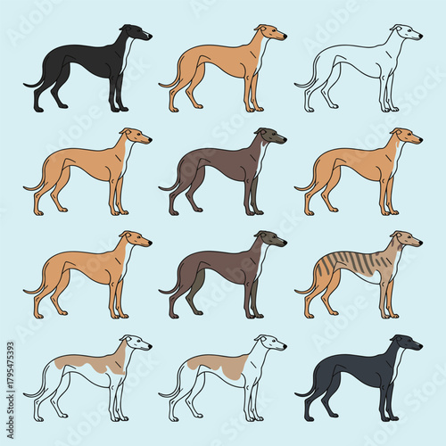 Collection of elegant greyhounds showcasing diverse coat colors and patterns for a sophisticated animal design project