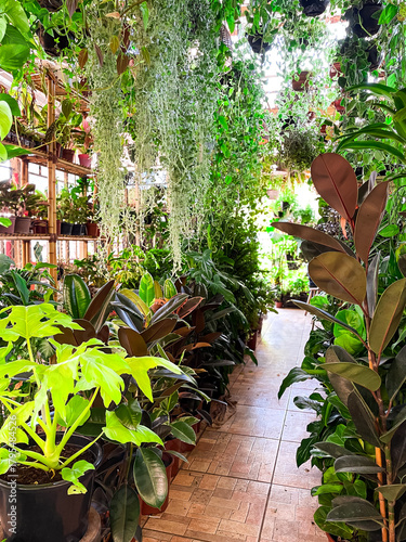 Plants and flowers market in Brazil