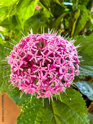 pink and white flower