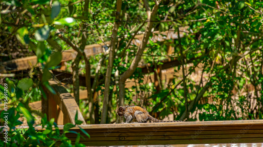 Obraz premium macaquinho em parque de Florianópolis