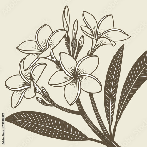 Elegant line art illustration of blooming frangipani flowers and leaves in brown on a beige background