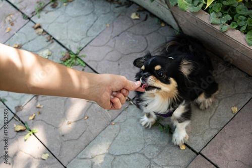 A small black and tan dog licks a person’s hand while receiving a treat on a sunlit outdoor pavement