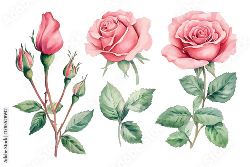 Watercolor pink roses, buds, and green leaves floral collection isolated on transparent background, Vector, illustration