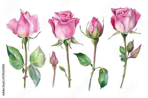 Watercolor pink roses and buds botanical illustration design set isolated on transparent background, Vector, illustration