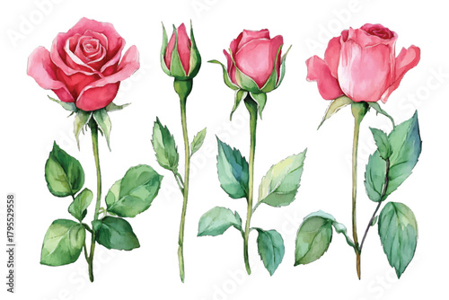 Pink watercolor rose flowers collection with stems and leaves isolated on transparent background, Vector, illustration