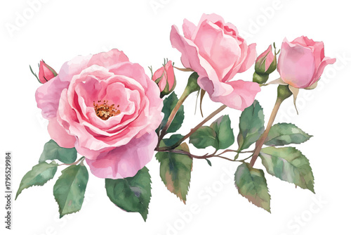 Watercolor pink roses and buds branch with green leaves illustration isolated on transparent background, Vector, illustration