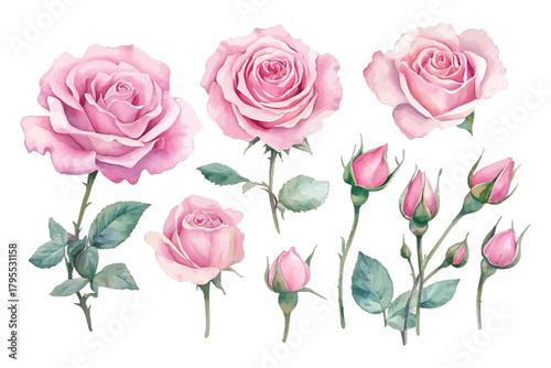 Pink watercolor roses set with buds, blossoms, and green leaves. isolated on transparent background, Vector, illustration