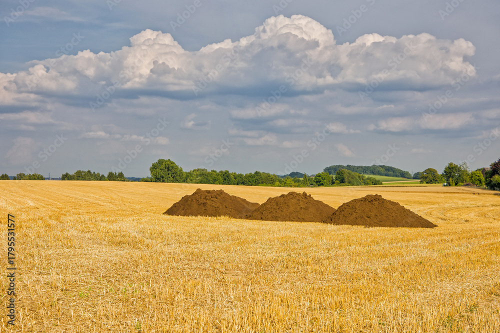 Fototapeta premium a harvested wheat field with three large brown piles of compost in the sunlight