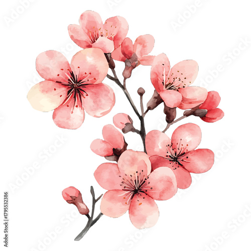 Pink watercolor cherry blossom branch, fresh spring bloom motif isolated on transparent background, Vector, illustration