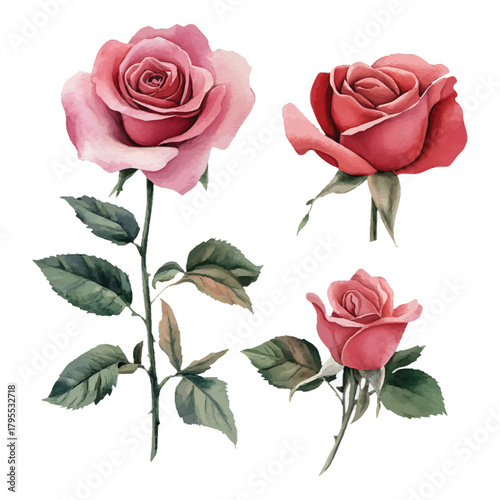 Delicate pink and red watercolor roses botanical illustration isolated on transparent background, Vector, illustration