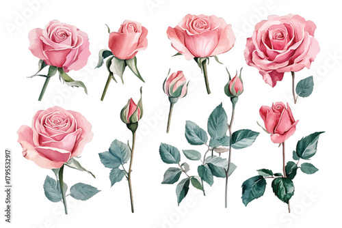 Watercolor pink roses, buds, and leaves, a beautiful floral set isolated on transparent background, Vector, illustration