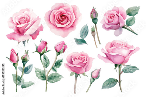 Watercolor pink roses collection of blossoms, buds, and leaves isolated on transparent background, Vector, illustration